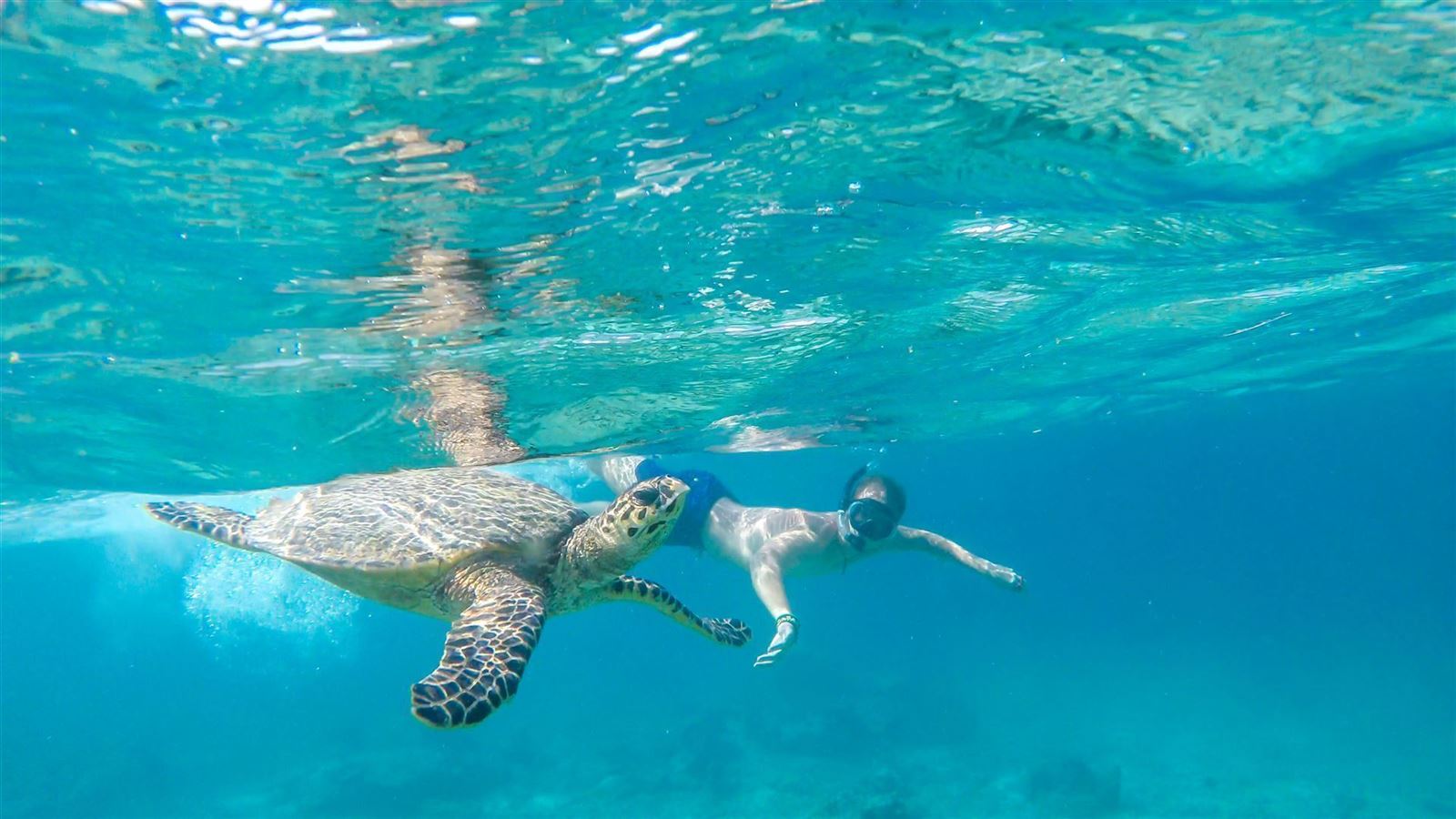 Taucher mit Schildkröte